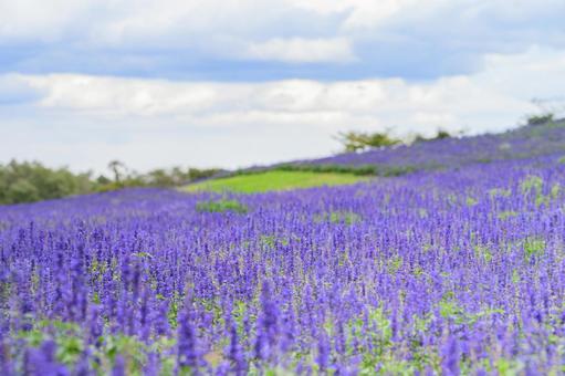 遅咲きのラベンダーと青空  遅咲きのラベンダーと青空  ラベンダー,ラベンダー畑,青空の写真素材