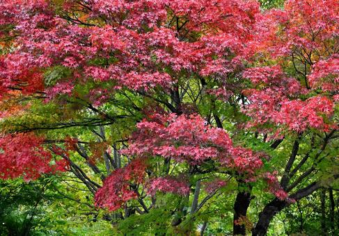 緑の中で美しく色づく木々5 木々,紅葉,黄葉の写真素材