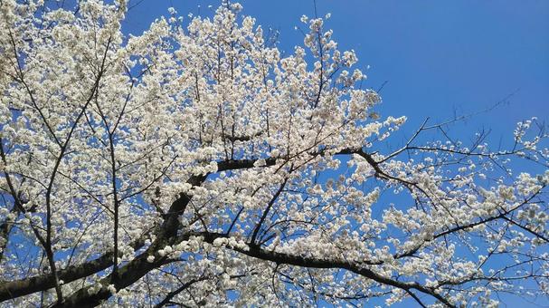 桜 桜,さくら,春の写真素材