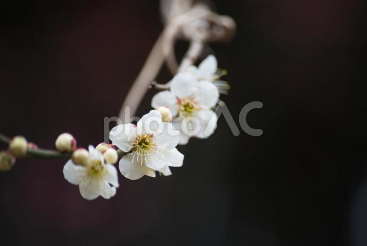 冬の終わりを告げる白い梅の花１ 梅,梅の花,白梅の写真素材
