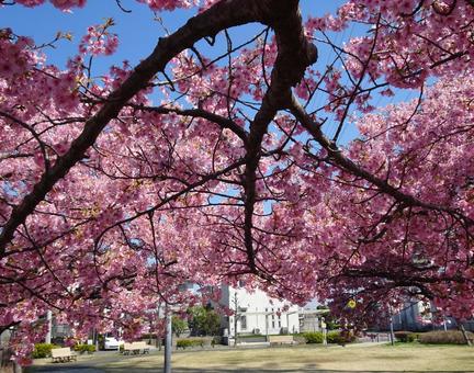 Photo, park, kawazu cherry tree, petal, 
