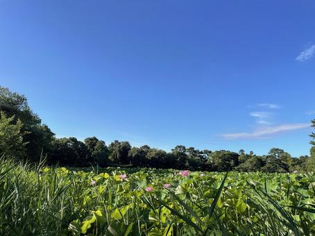 蓮と夏空 蓮と夏空 夏空,空,夏の写真素材