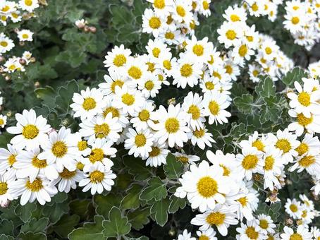 ノジギク（野路菊）の花 ノジギク,野路菊,小菊の写真素材