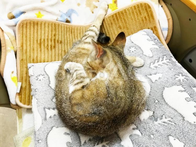 脚を伸ばして毛繕い 保護猫,ノラ猫,雌猫の写真素材