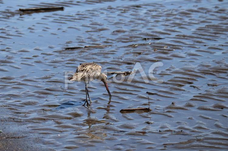 海の浅瀬で餌を探すオオソリハシシギ 海,浅瀬,餌の写真素材