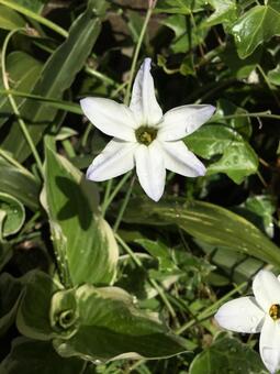 庭に咲いた花(4月) 庭に咲いた花(4月)の写真