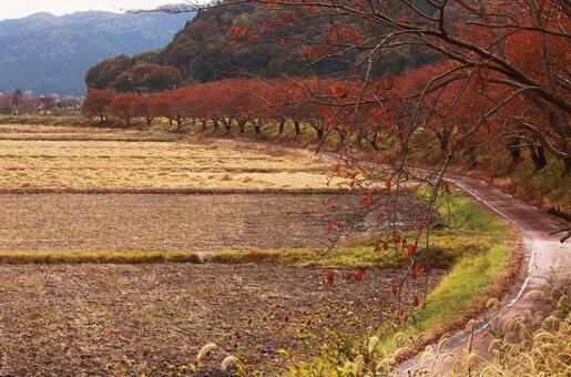 秋の田園風景と紅葉の並木です 秋の田園風景と紅葉の並木ですの写真