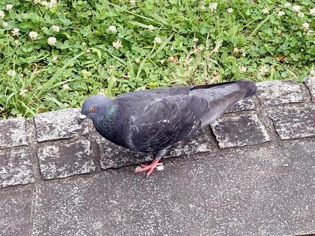ハト ハト,鳥,くちばしの写真素材