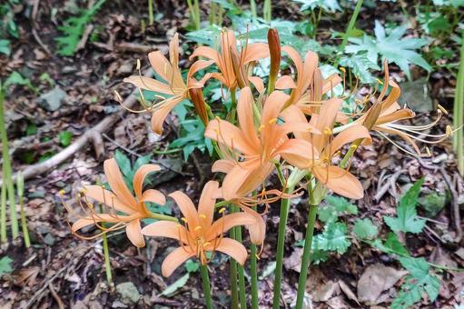 オオキツネノカミソリ群生地 オオキツネノカミソリ群生地 オオキツネノカミソリ,花,大狐のカミソリの写真素材