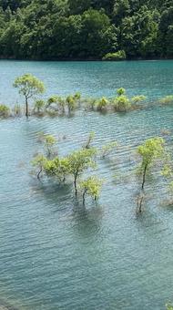 水没林 水没林 水没林,湖,エメラルドグリーンの写真素材
