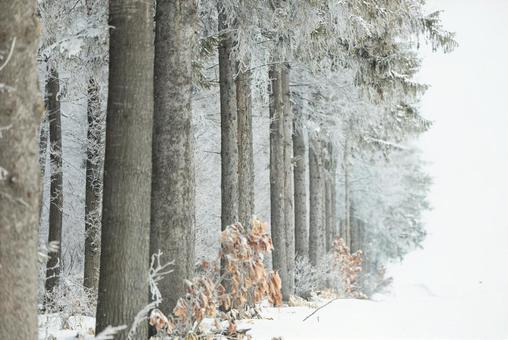 冬の防風林の写真
