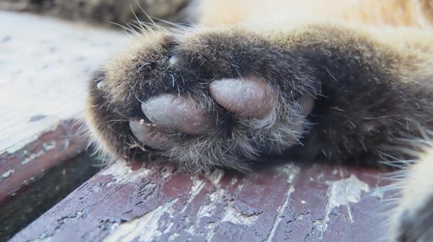 もふもふで可愛い猫のぷにぷにな肉球 もふもふで可愛い猫のぷにぷにな肉球 猫,キジトラ,肉球の写真素材