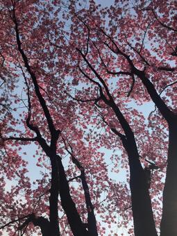 桜 桜の写真
