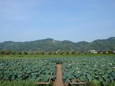 麻機遊水地0825 麻機遊水地0825の写真