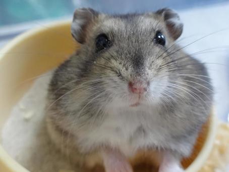 hamster, JPG hamster, animal, creatures, hamster, JPG