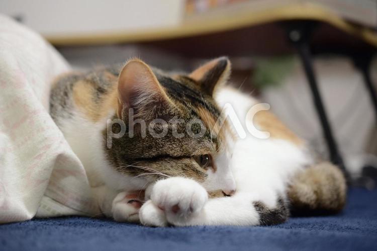 丸くなって眠そうな三毛猫 猫,ネコ,ねこの写真素材