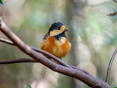 枝にとまるヤマガラ ヤマガラ,野鳥,鳥の写真素材