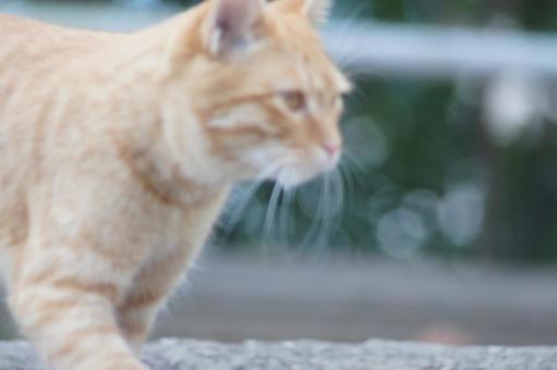 ねこ のらねこ,にゃんこ,可愛いの写真素材