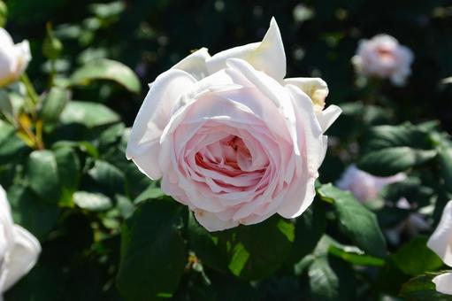 ピンクのバラ2 バラ,薔薇,晩春の写真素材