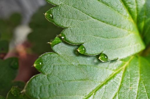 苺苗の葉水（マクロ撮影）08の写真