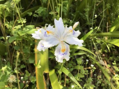 白い花 白い花の写真