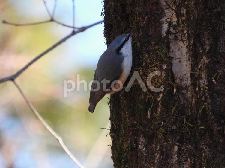 小根山野鳥の森で撮ったセンダイムシクイ バードウォッチング,センダイムシクイ,小鳥の写真素材