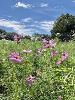 ピンクのコスモス ピンクのコスモスの写真