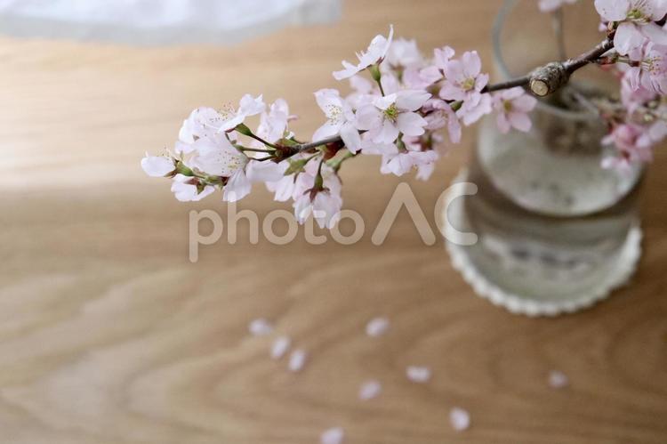 机の上の桜 桜,さくら,花の写真素材