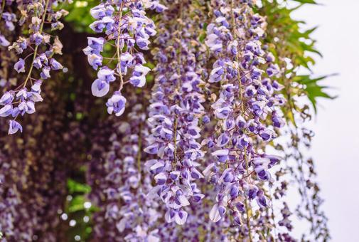 藤の咲く丘　藤棚の藤2ー42 藤棚,藤の花,花の写真素材