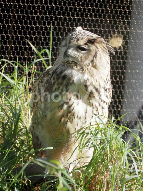 日向ぼっこする動物園のフクロウ 動物園,フクロウ,うたた寝の写真素材