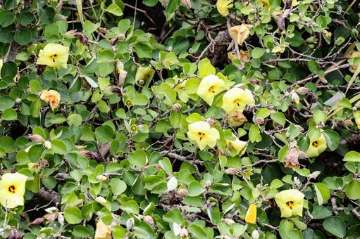 ハマボウの花 ハマボウの花 ハマボウ,浜朴,花の写真素材