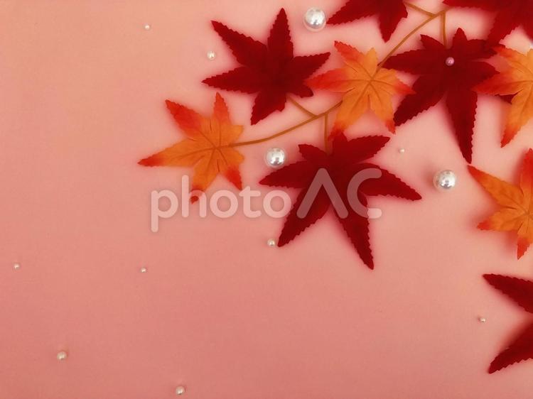 紅葉とパールのフレーム(ぼかし) 紅葉,葉,葉っぱの写真素材