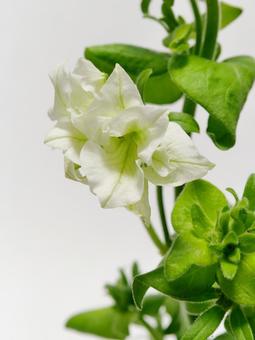 切り花用のペチュニアの花 花,ペチュニア,植物の写真素材