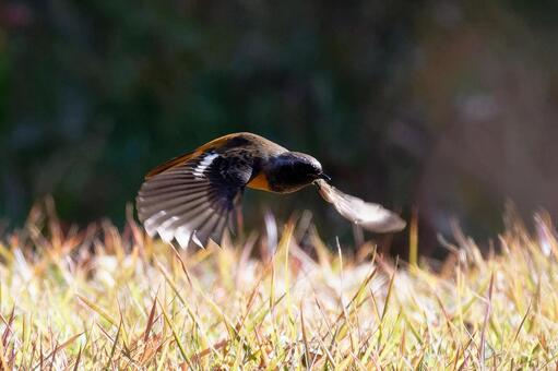 ジョビの飛翔 ジョウビタキ,飛翔,野鳥の写真素材