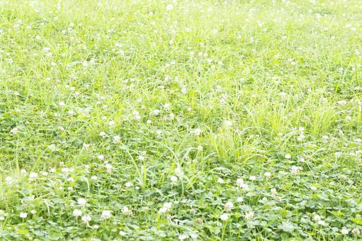 シロツメクサが咲く草原 シロツメクサが咲く草原の写真
