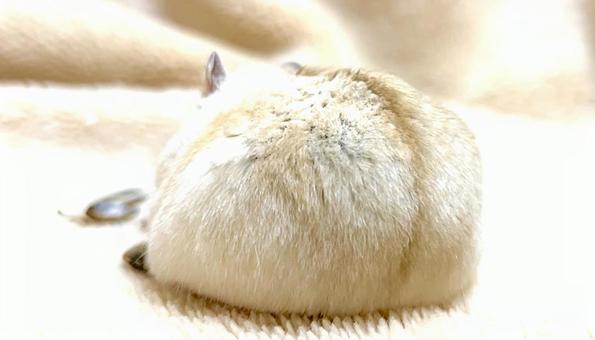 Yellow Djungarian Ham Butt 4, JPG
