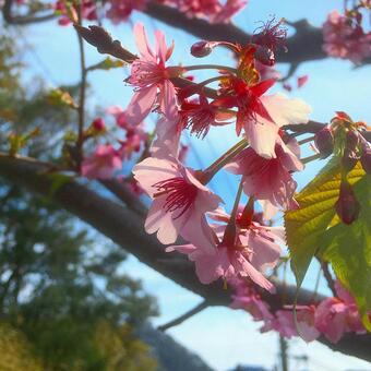 桜の写真