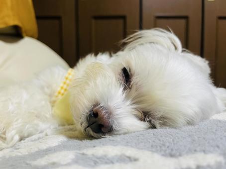 マルチーズ マルチーズ 犬,マルチーズ,ペットの写真素材