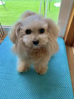 ティーカップ系プードル　全身でキメポーズ トイプードル,ティーカッププードル,2キロの写真素材