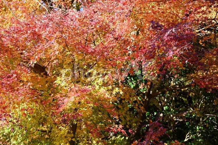 紅葉・秋のイメージ：背景素材 紅葉,秋,秋のイメージの写真素材