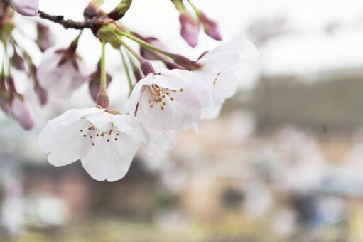 桜 桜の写真