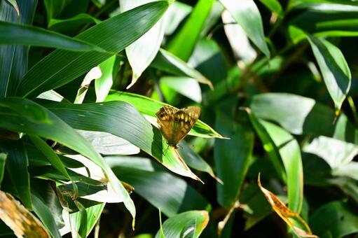 キマダラジャノメ キマダラジャノメ,蝶,昆虫の写真素材