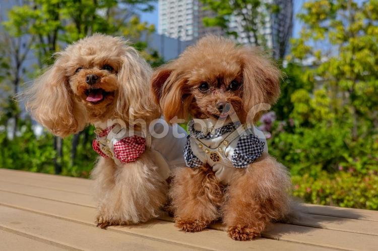 二匹の可愛いトイプードル トイプー,小型犬,といぷーの写真素材