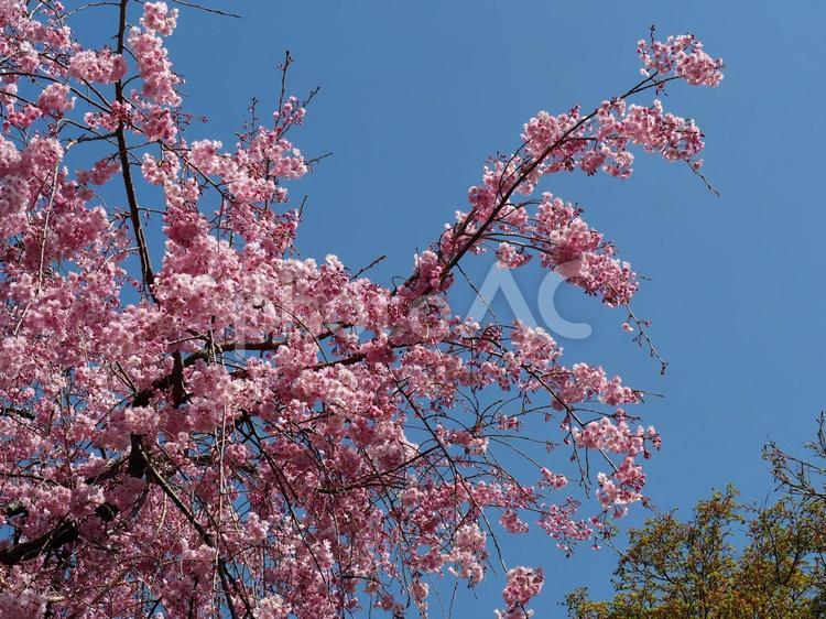 青空とピンクの桜 桜,さくら,サクラの写真素材
