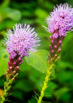 リアトリスの花 リアトリスの花の写真