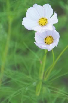 コスモス コスモス コスモス,花,植物の写真素材