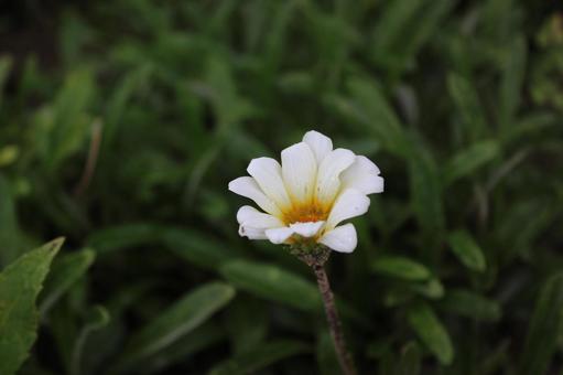 Photo, gazania, white, natural, 