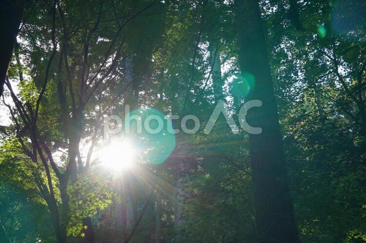 木漏れ日 こもれび,森,林の写真素材