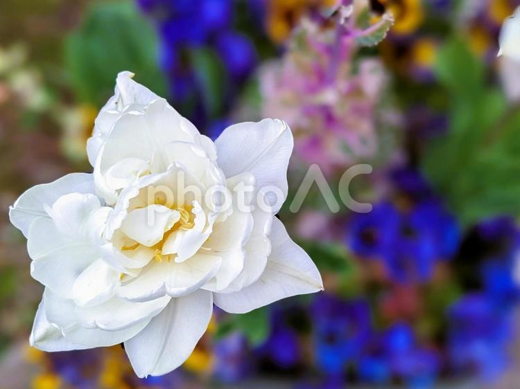 春の庭を彩る花たちの壁紙素材 花,チューリップ,ぼかしの写真素材