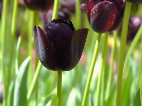 黒。 黒。 風景,陽だまり,花の写真素材
